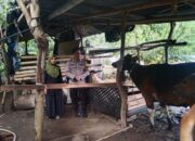 Ketahanan Pangan Lokal: Inisiatif Polsek Batulayar dan Masyarakat