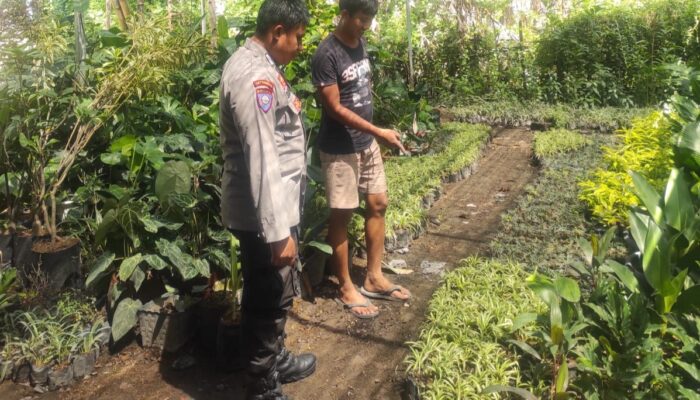 Ketahanan Pangan Dimulai dari Desa: Inisiatif Banyumulek Barat