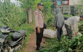 Peran Aktif Polri dalam Ketahanan Pangan: Panen Jagung di Kediri, Lombok Barat
