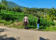 Bhabinkamtibmas Dampingi Petani Jagung di Mareje Timur, Lembar