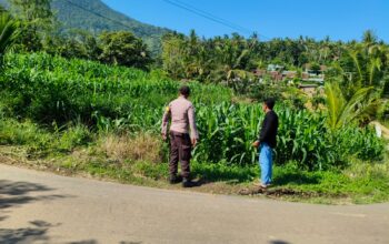 Bhabinkamtibmas Dampingi Petani Jagung di Mareje Timur, Lembar