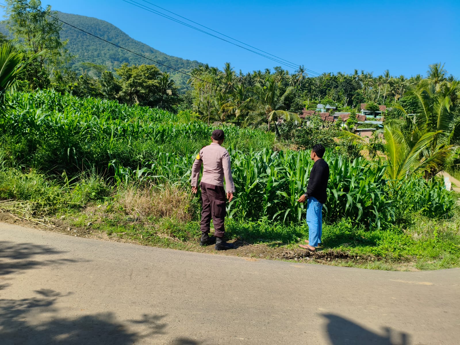 Bhabinkamtibmas Dampingi Petani Jagung di Mareje Timur, Lembar