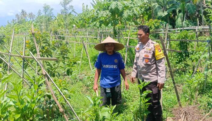 Dukung Ketahanan Pangan, Polsek Gerung Intensifkan Kunjungan Petani