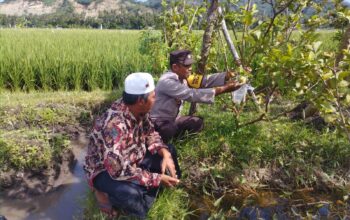 Bhabinkamtibmas Gapuk Dukung Petani Jambu Kristal di Gerung