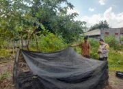 Bhabinkamtibmas Gelogor Dorong Warga Tanam Pangan di Halaman Rumah