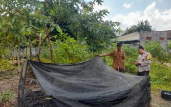 Ketahanan Pangan Dimulai dari Dusun: Inisiatif Hijau Warga Gelogor Selatan