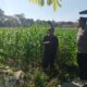 Polsek Gerung Aktif Dampingi Petani Lombok Barat Tingkatkan Produktivitas