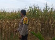 Bhabinkamtibmas Jagaraga Dukung Ketahanan Pangan di Dusun Beremi