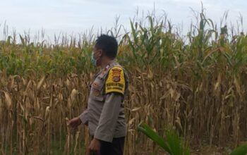 Bhabinkamtibmas Jagaraga Dukung Ketahanan Pangan di Dusun Beremi