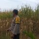 Bhabinkamtibmas Jagaraga Dukung Ketahanan Pangan di Dusun Beremi
