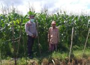 Bhabinkamtibmas Jagaraga Gencarkan Program Ketahanan Pangan, Warga Siap Panen Jagung Manis