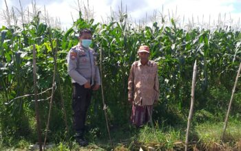 Bhabinkamtibmas Jagaraga Gencarkan Program Ketahanan Pangan, Warga Siap Panen Jagung Manis