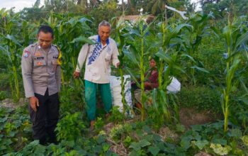 Bhabinkamtibmas Kuripan Utara Dukung Ketahanan Pangan Lokal