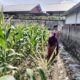 Bhabinkamtibmas Labuapi Ajak Petani Manfaatkan Lahan Kosong