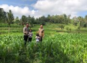 Bhabinkamtibmas Mareje Dukung Petani Jagung di Lembar