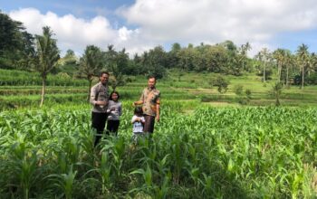 Bhabinkamtibmas Mareje Dukung Petani Jagung di Lembar