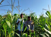 Bhabinkamtibmas Mareje Timur Dampingi Petani Jagung Tingkatkan Hasil Panen