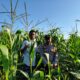 Sinergi Polsek Lembar dan Petani Jagung di Mareje Timur Jaga Ketahanan Pangan