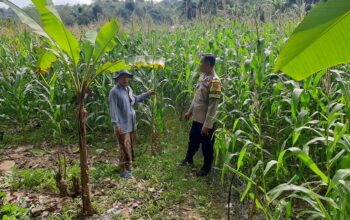 Bhabinkamtibmas Sekotong Timur Dampingi Petani Dukung Ketahanan Pangan