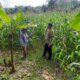 Polres Lombok Barat Dorong Produktivitas Petani Jagung di Jelateng Timur