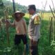 Ketahanan Pangan Dimulai dari Pekarangan: Inisiatif Polri di Taman Ayu
