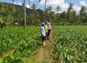 Dari Sekotong untuk Indonesia Budidaya Jagung Perkuat Pangan