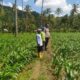 Ketahanan Pangan Diperkuat, Petani Batu Putih Tanam Jagung