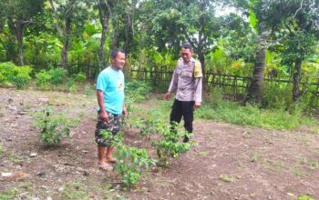 Dukung Ketahanan Pangan, Polisi Edukasi Warga Sekotong Tanam Cabai
