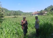 Dukung Swasembada, Polri Sapa Petani Jagung Sekotong Timur