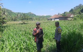 Dukung Swasembada, Polri Sapa Petani Jagung Sekotong Timur