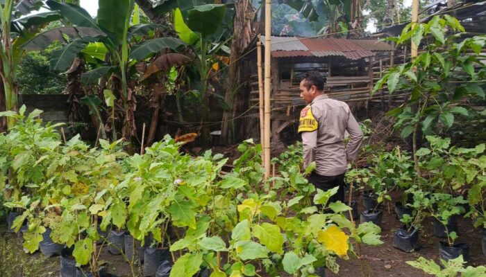 Pemuda Kuripan Utara Sulap Pekarangan Jadi Kebun Pangan Mandiri
