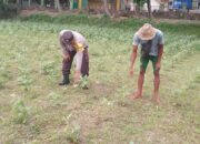 Ketahanan Pangan Lokal, Inisiatif Bhabinkamtibmas di Lombok Barat