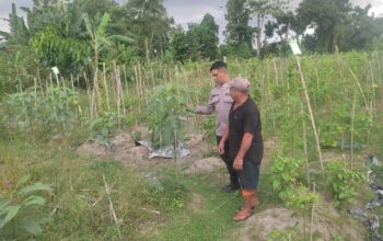 Ketahanan Pangan Dimulai dari Desa: Inisiatif Bhabinkamtibmas di Kuranji Dalang
