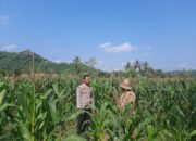 Kunjungan Humanis Bhabinkamtibmas ke Petani Jagung di Sekotong Timur