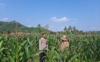 Kunjungan Humanis Bhabinkamtibmas ke Petani Jagung di Sekotong Timur