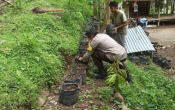 Membangun Ketahanan Pangan dari Pekarangan Rumah, Kisah Inspiratif dari Desa Batulayar (1)