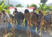 Panen Raya Jagung Serentak di Batulayar, Langkah Nyata Wujudkan Swasembada Pangan 2025 (5)