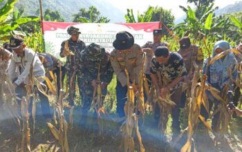 Panen Raya Jagung Serentak di Batulayar, Langkah Nyata Wujudkan Swasembada Pangan 2025 (5)