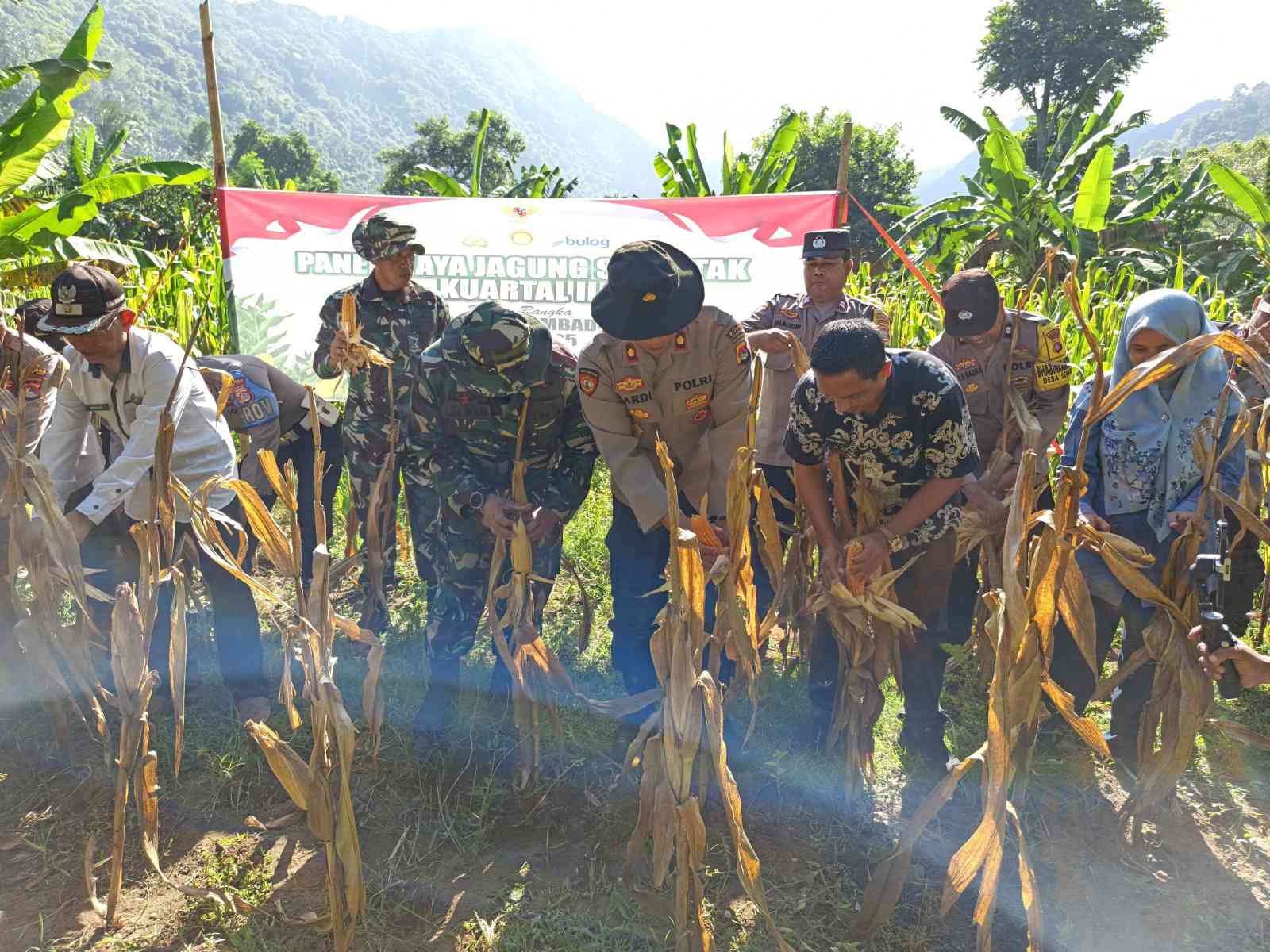 Panen Raya Jagung Serentak di Batulayar, Langkah Nyata Wujudkan Swasembada Pangan 2025 (5)