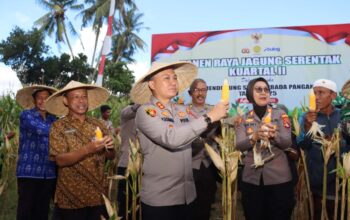 Dukungan Penuh Polri dan Pemda dalam Panen Raya Jagung NTB