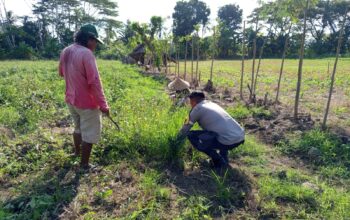 Pemanfaatan Lahan Pekarangan Didorong Bhabinkamtibmas Sekotong Barat