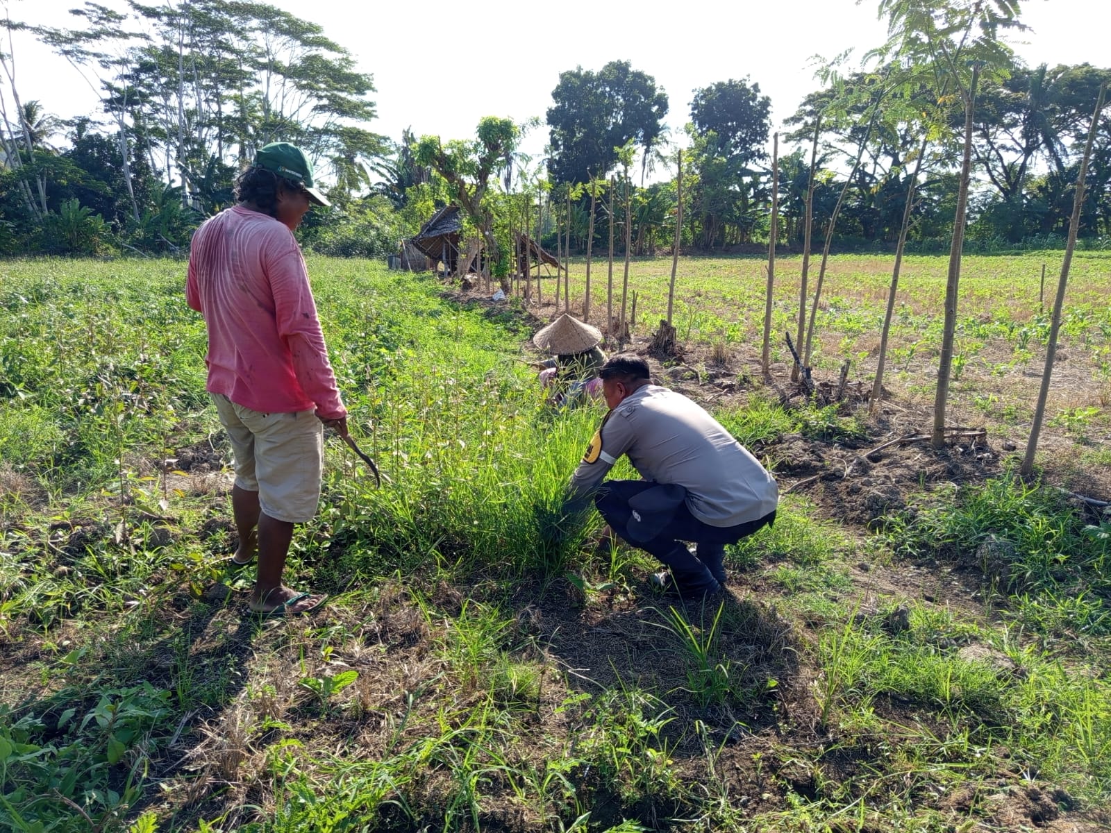 Pemanfaatan Lahan Pekarangan Didorong Bhabinkamtibmas Sekotong Barat