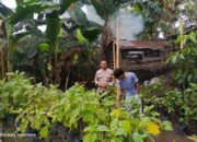 Pemuda Pesongoran Bergerak Wujudkan Kemandirian Pangan