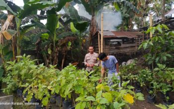 Pemuda Pesongoran Bergerak Wujudkan Kemandirian Pangan