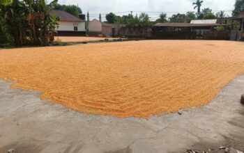 Pengawasan Gudang Jagung oleh Polsek Gerung Dukung Program Pangan