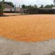 Pengawasan Gudang Jagung oleh Polsek Gerung Dukung Program Pangan
