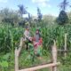 Sinergi Polri dan Petani Jagung di Dusun Kambeng Barat