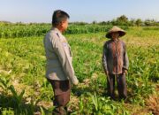 Peran Polsek Lembar dalam Ketahanan Pangan Desa