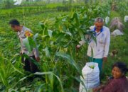 Petani Kuripan Utara Terapkan Inovasi Pertanian Didukung Polri