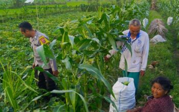 Bhabinkamtibmas Kuripan Dukung Petani Majukan Sistem Tumpang Sari